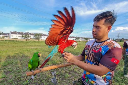 BURUNG KAKAK TUA