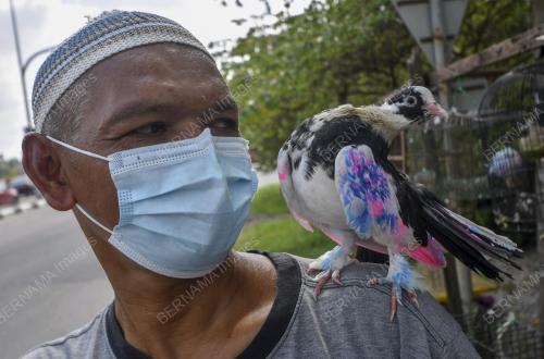 BURUNG MERPATI PELANGI