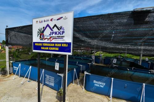 SEJATI MADANI TERNAK IKAN KELI