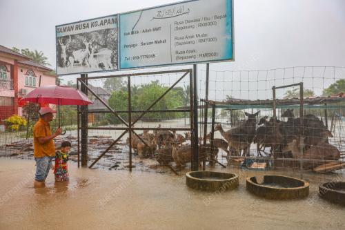 BANJIR DI KANDANG RUSA