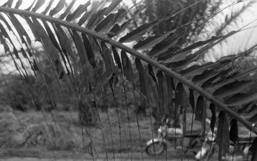 KB03_02032015_LADANG_SAWIT