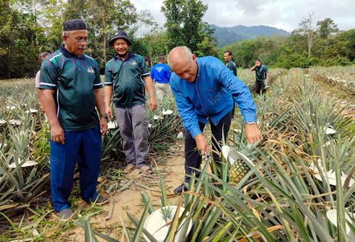 NANAS MD2 LADANG PERMATANG SUNGKAI