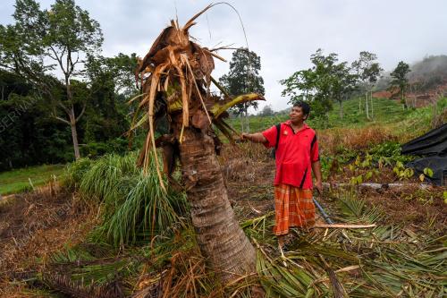 SERANGAN GAJAH LIAR