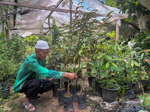 WARGA EMAS HASILKAN POKOK DURIAN