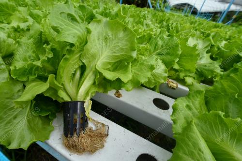 MELOR_SALAD