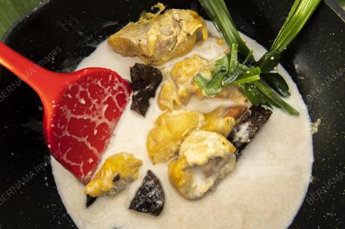 MUSANG KING BERENDAM