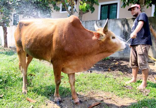 KB03_03102014_LEMBU_KORBAN
