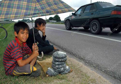 SIPUT BENDANG & KEPAH TIMBEN