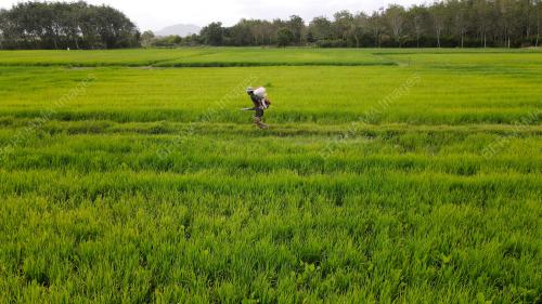 AKTIVITI PESAWAH