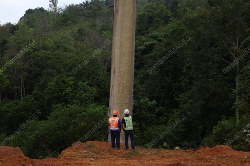 TEBANG POKOK TUALANG USIA LEBIH 120 TAHUN
