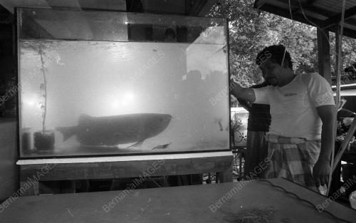 KB03_05032019_IKAN_AROWANA