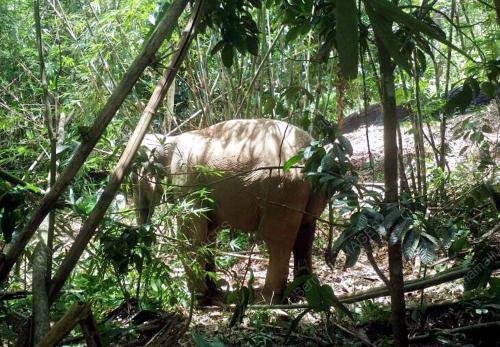 KB03_05092016_GAJAH_LIAR