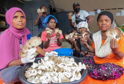 CENDAWAN TIRAM KELABU ORANG ASLI