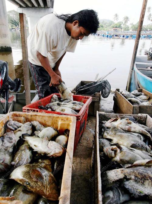 PENTERNAK IKAN AIR PAYAR