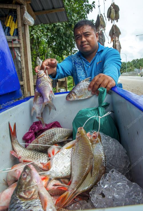 KB03_05122016_IKAN