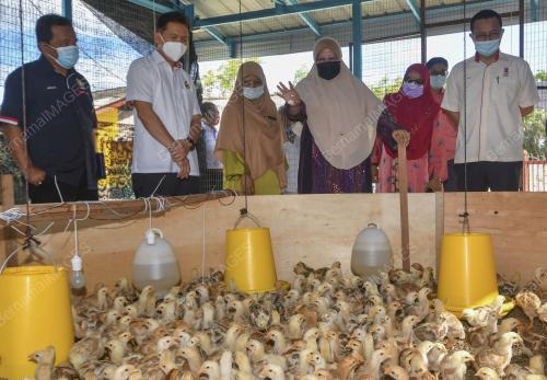 PROJEK TERNAKAN AYAM KAMPUNG KACUK