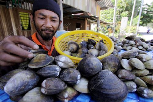 KB03_06062014_PENJUAL_KEPAH