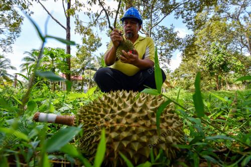 DURIAN KUNYIT