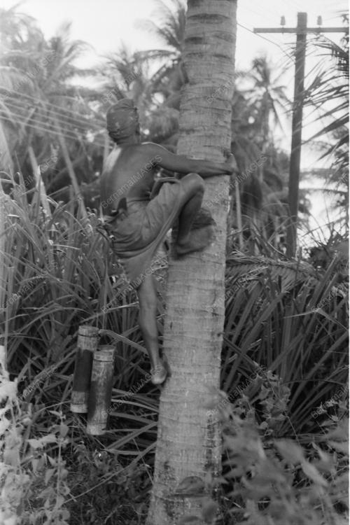 NIRA KELAPA