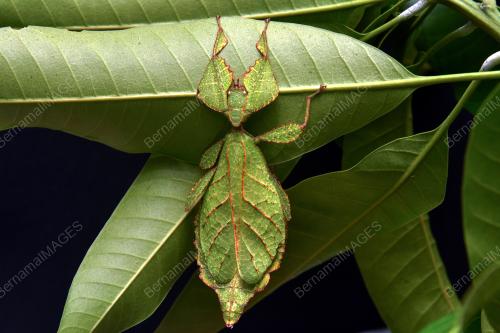 SERANGGA DAUN