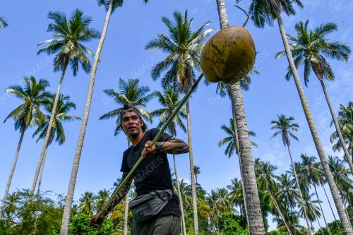PEMBORONG_KELAPA