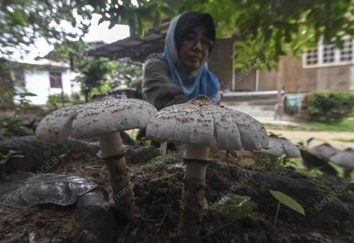 KB03_07112018_CENDAWAN