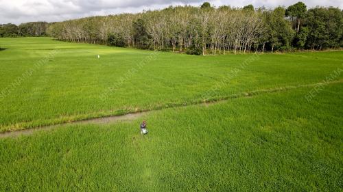 TINJAUAN AKTIVITI PESAWAH KOTA BHARU