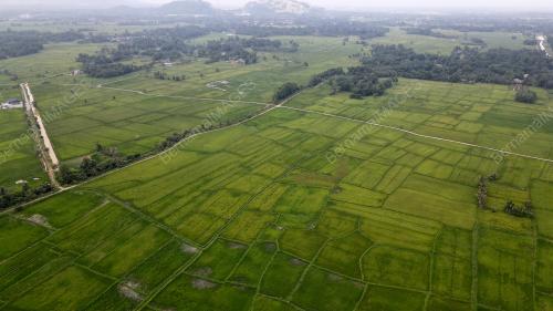SAWAH PADI KAMPUNG ALOR BAKAT