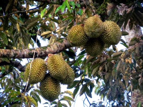 DURIAN TOK LITOK