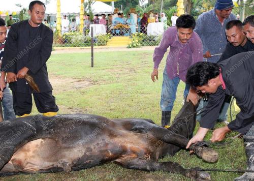 KORBAN LEMBU SEMPENA AIDILADHA
