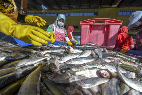 BEKALAN IKAN