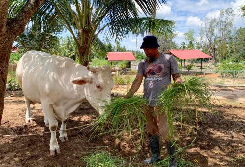 LEMBU KORBAN SADO