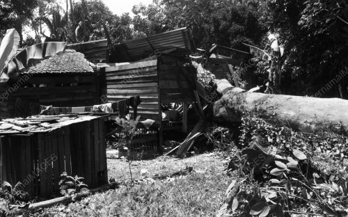 KB03_11082015_POKOK_TUMBANG