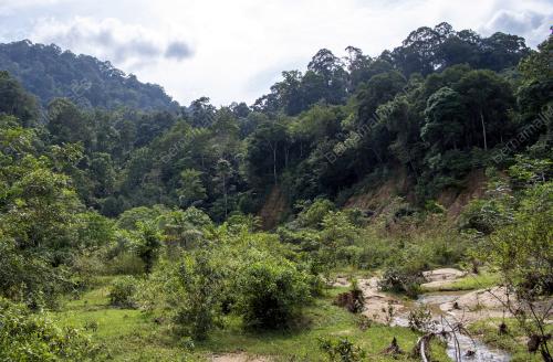 DRON PANTAU CEROBOH HUTAN