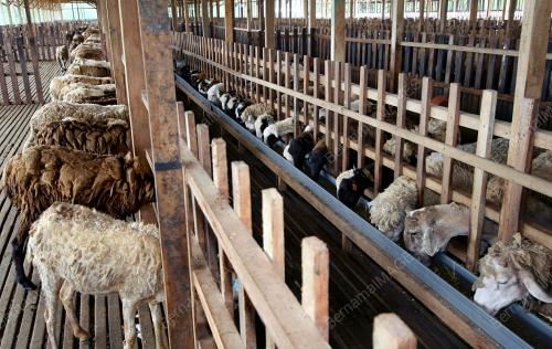 PROJEK TERNAKAN KAMBING