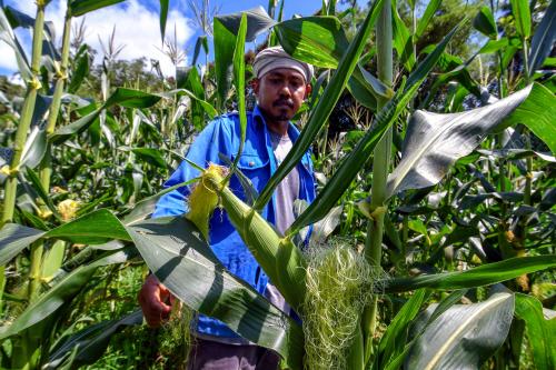 TANAMAN JAGUNG