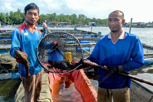 IKAN MATI