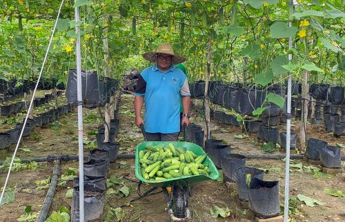 PROJEK TIMUN PPK GUA MUSANG