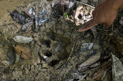 KESAN TAPAK KAKI HARIMAU