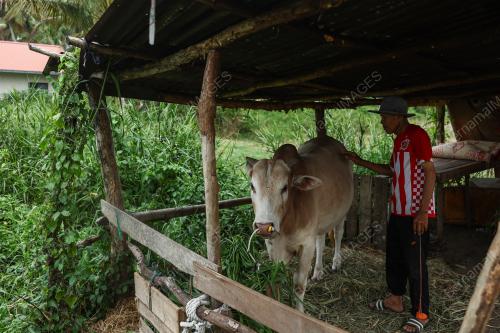 LEMBU TERNAKAN KORBAN
