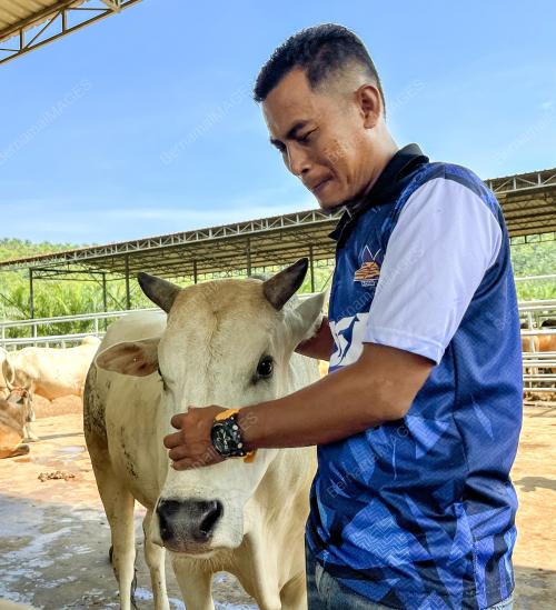 LEMBU KORBAN KDSB