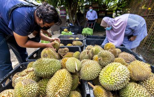 DURIAN LELONG