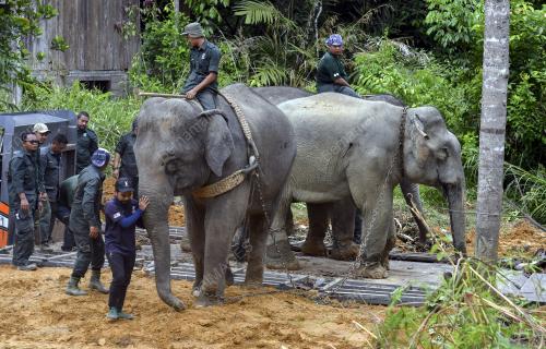 OPERASI PINDAH GAJAH