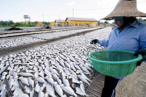 KB03_20012016_IKAN_MASIN