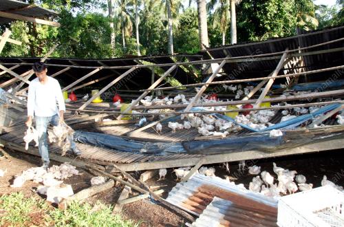 REBAN AYAM MUSNAH