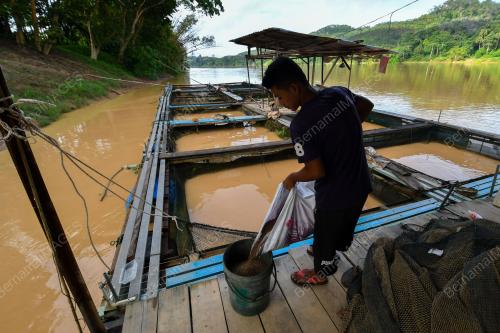 PENTERNAK IKAN SANGKAR