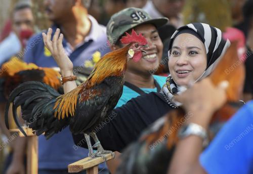 KB03_23032019_AYAM_BN201903193857