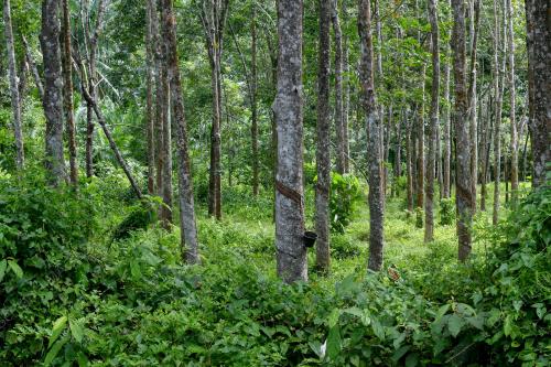 KEBUN GETAH TERBIAR
