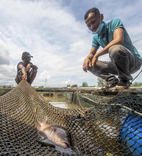 IKAN_MATI