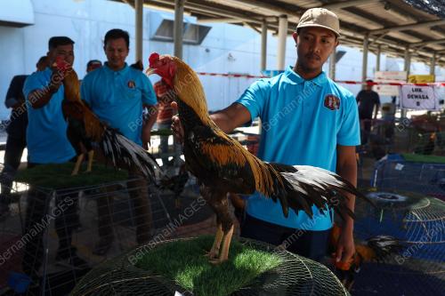 PERTANDINGAN RATU AYAM PERINGAT NASIONAL